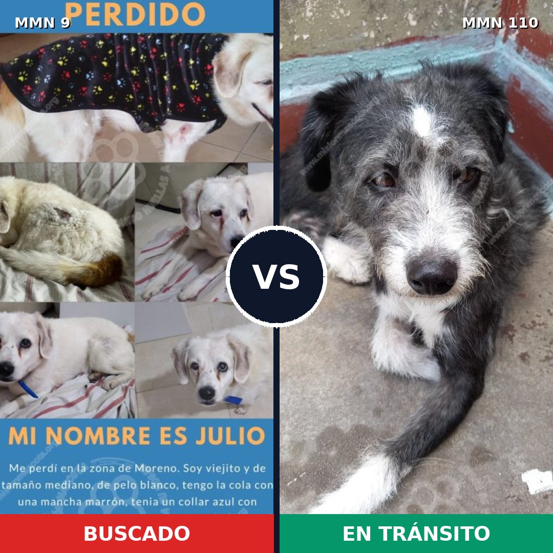 Comparativa MMS 406: mascota perdida y mascota encontrada, 77% de similitud