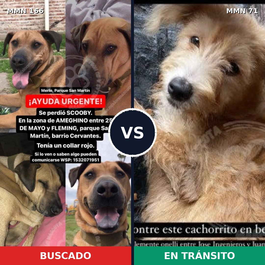 Comparativa MMS 4060: mascota perdida y mascota encontrada, 7% de similitud
