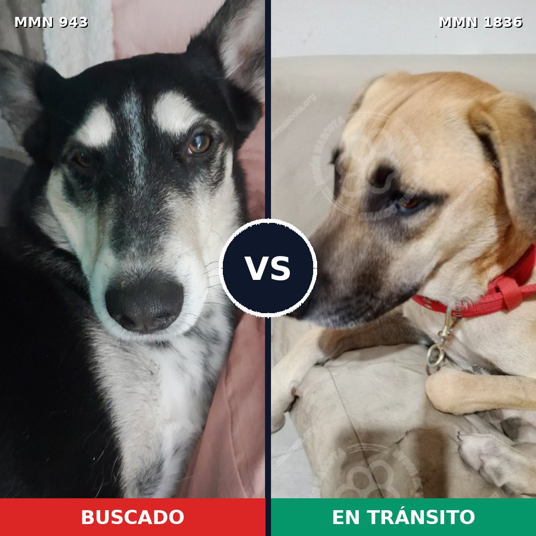 Comparativa MMS 40600: mascota perdida y mascota encontrada, 60% de similitud