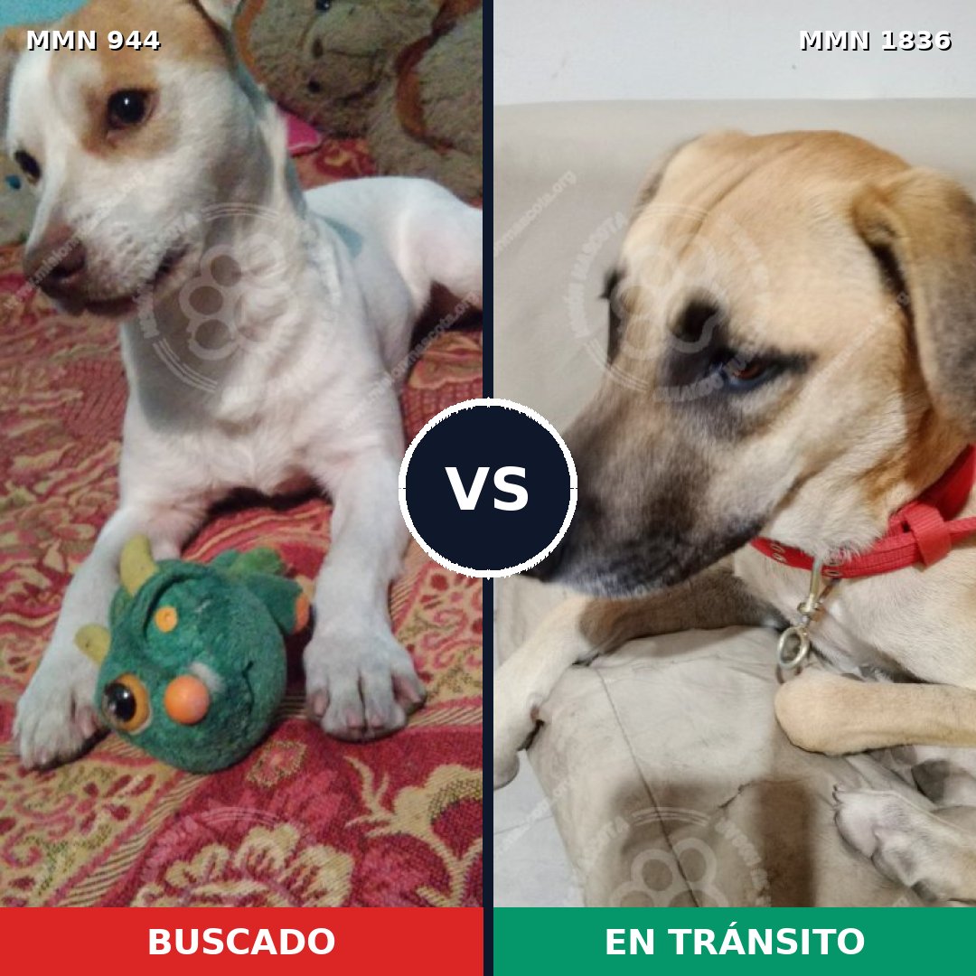 Comparativa MMS 40601: mascota perdida y mascota encontrada, 67% de similitud