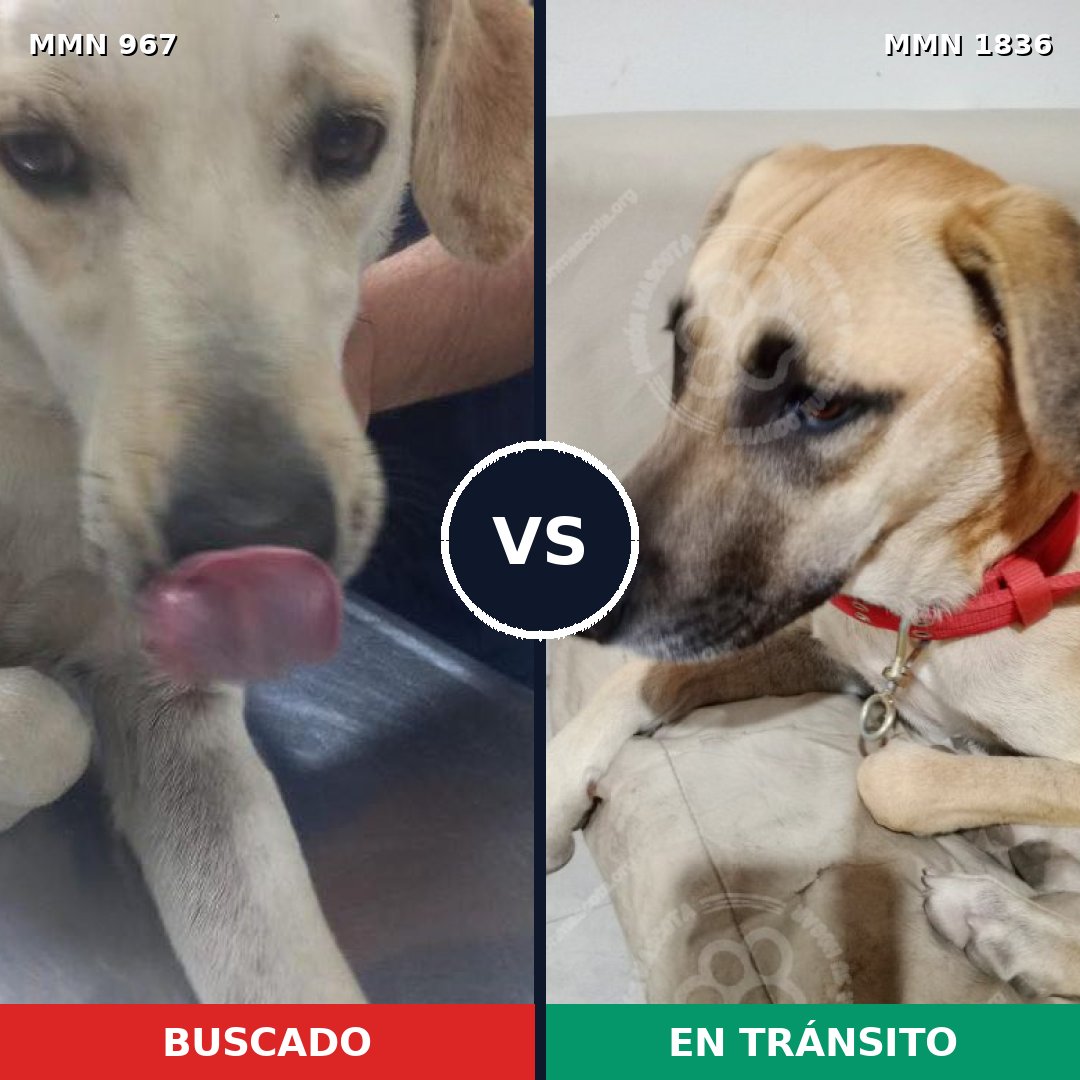 Comparativa MMS 40602: mascota perdida y mascota encontrada, 77% de similitud