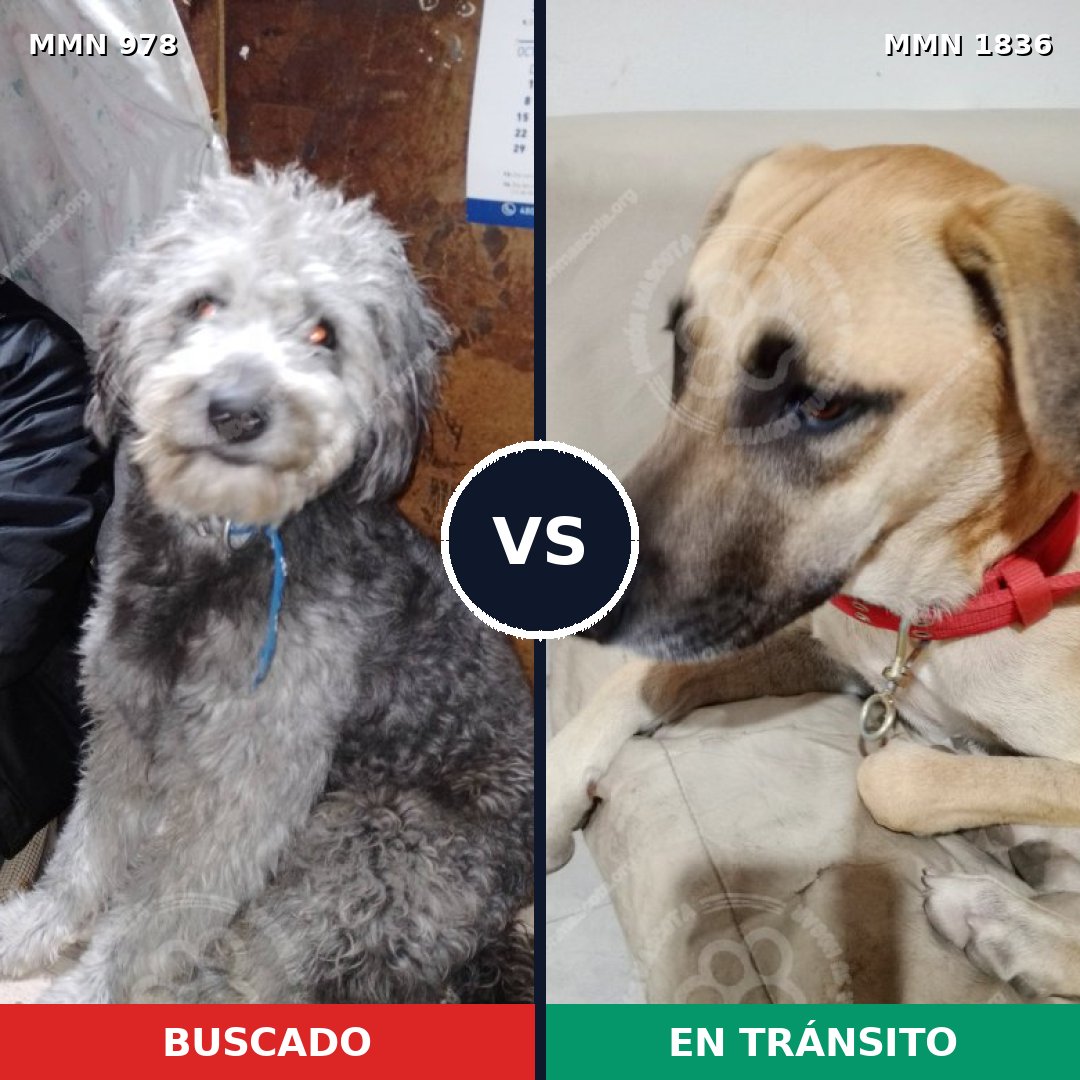 Comparativa MMS 40603: mascota perdida y mascota encontrada, 41% de similitud
