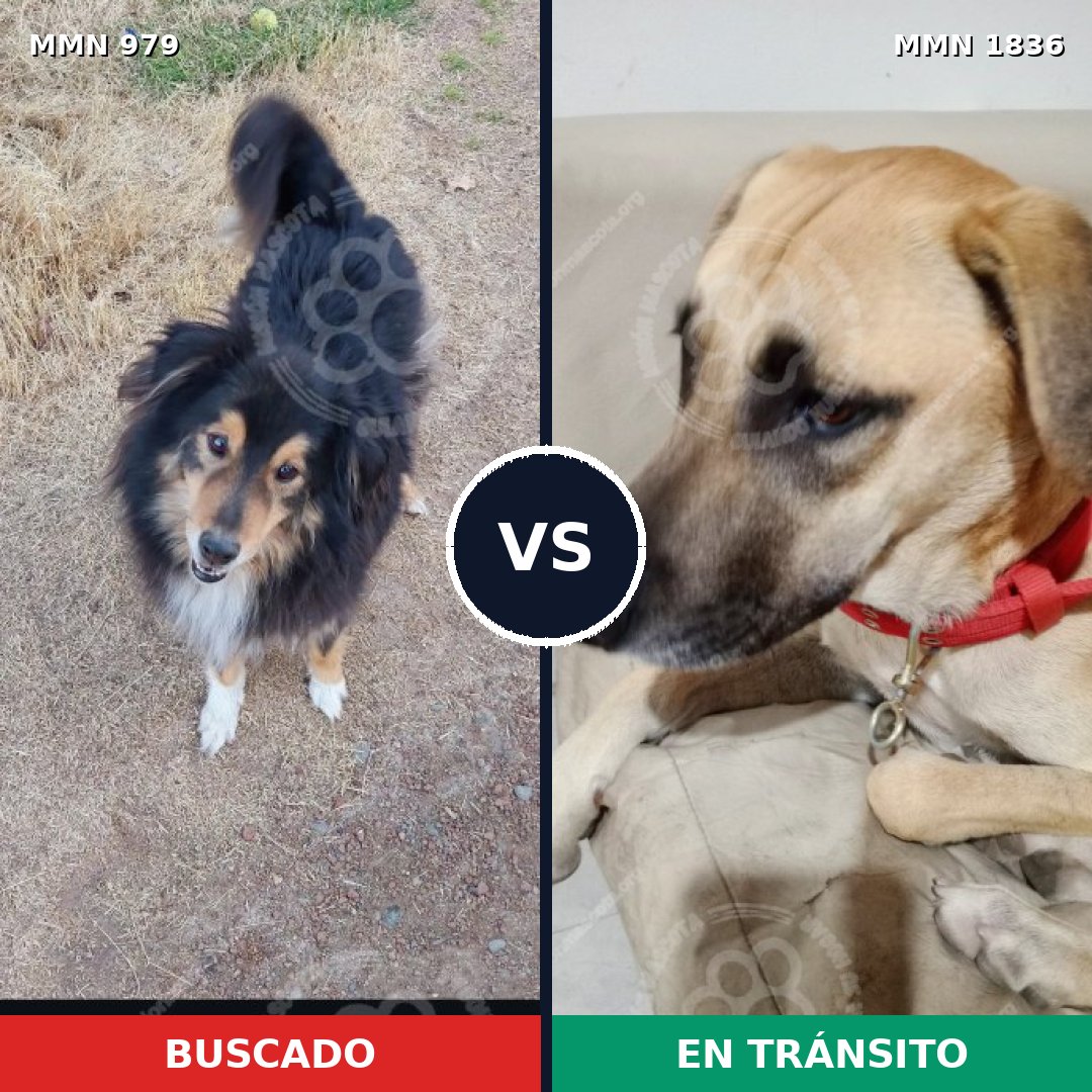 Comparativa MMS 40604: mascota perdida y mascota encontrada, 45% de similitud