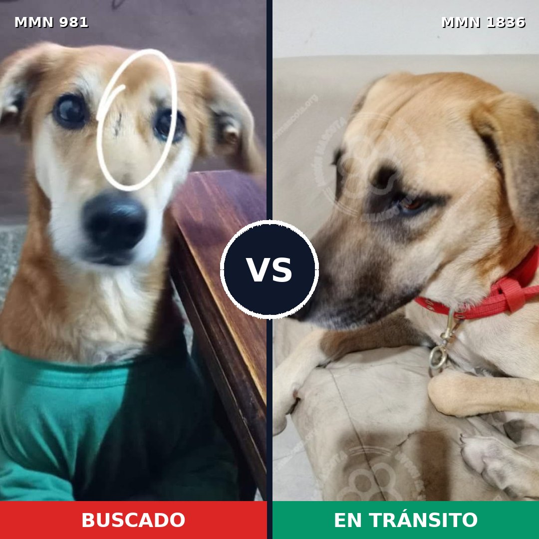 Comparativa MMS 40605: mascota perdida y mascota encontrada, 70% de similitud