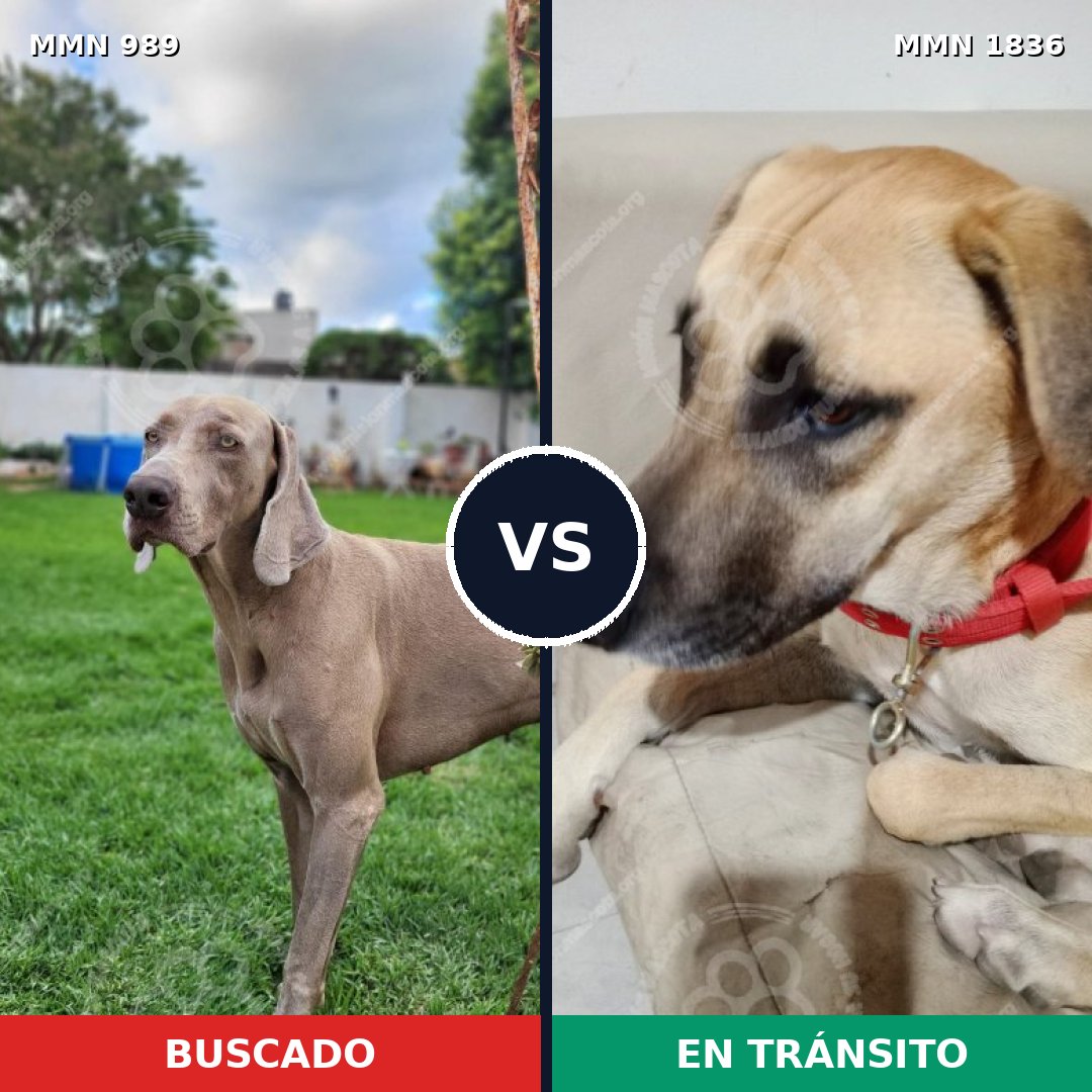 Comparativa MMS 40606: mascota perdida y mascota encontrada, 28% de similitud