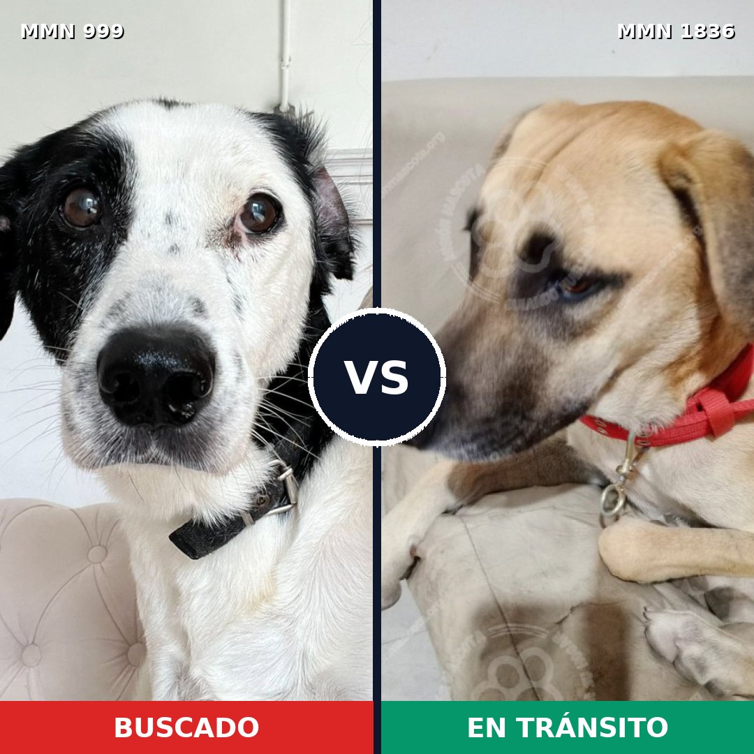 Comparativa MMS 40607: mascota perdida y mascota encontrada, 51% de similitud