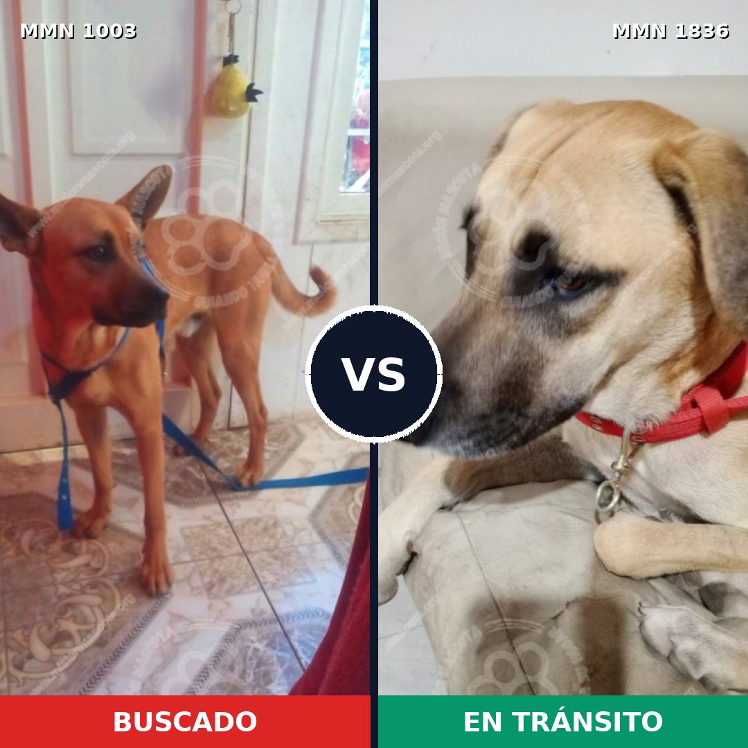 Comparativa MMS 40608: mascota perdida y mascota encontrada, 28% de similitud