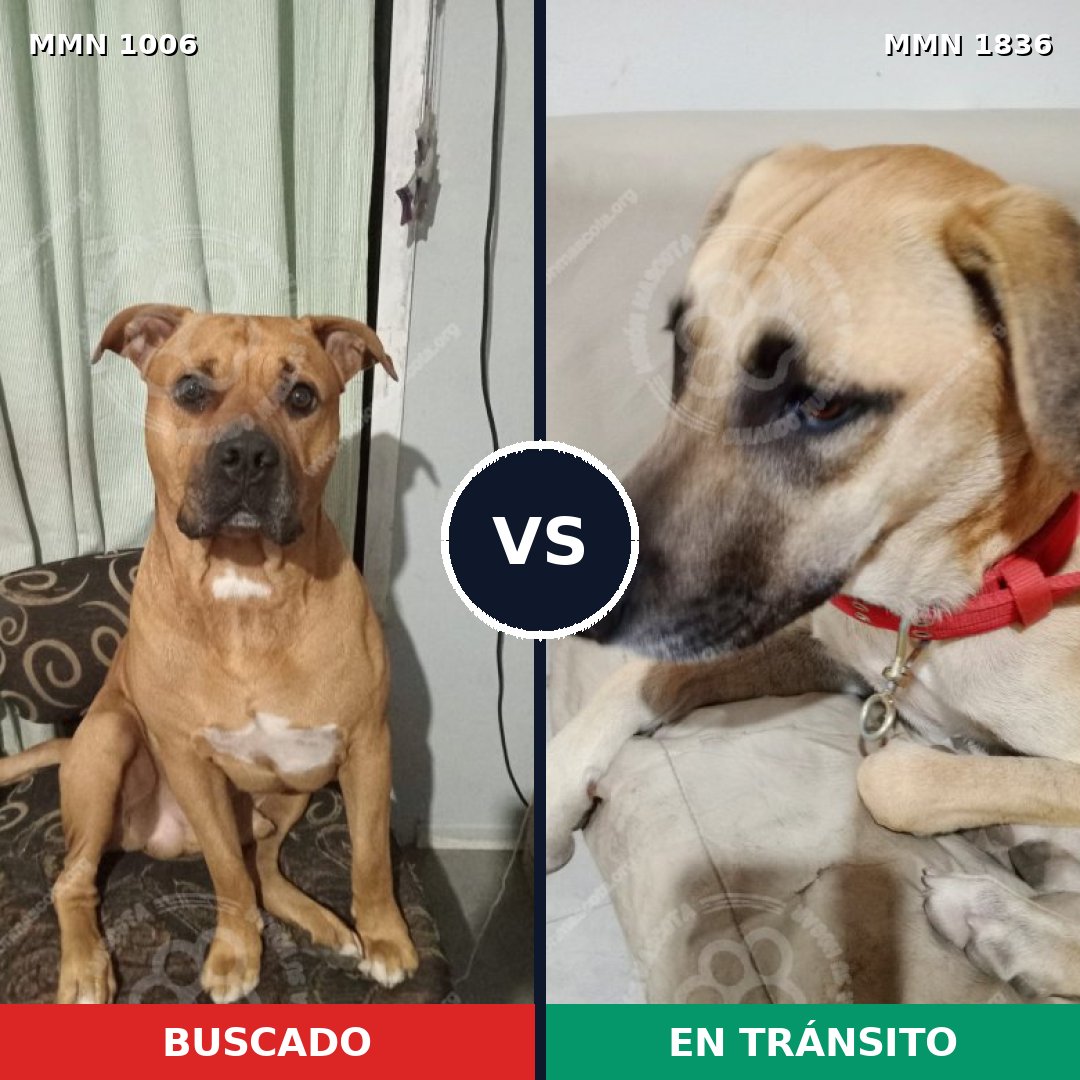 Comparativa MMS 40609: mascota perdida y mascota encontrada, 59% de similitud