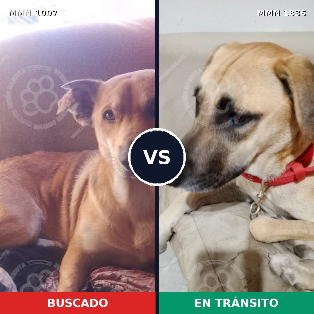 Comparativa MMS 40610: mascota perdida y mascota encontrada, 81% de similitud