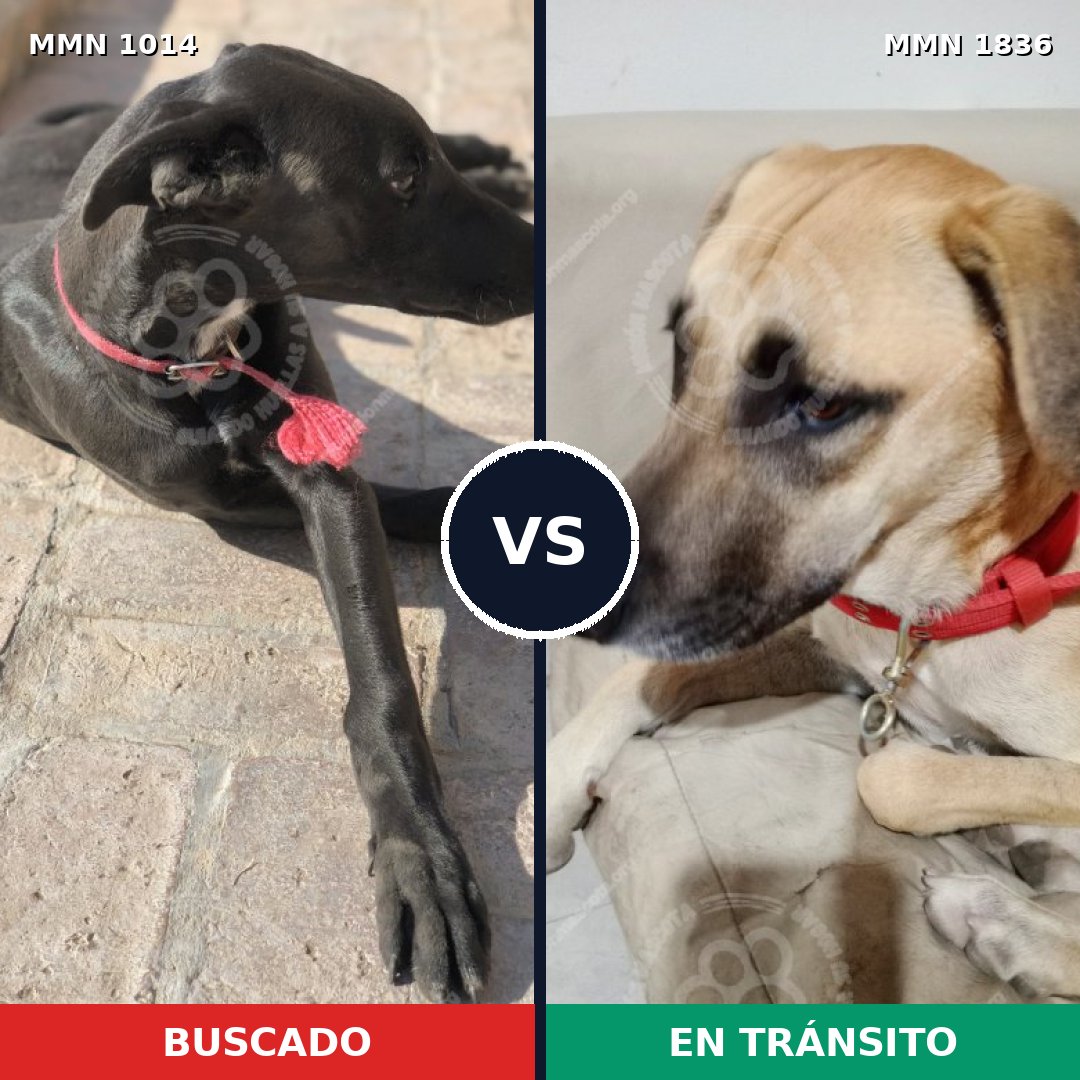 Comparativa MMS 40611: mascota perdida y mascota encontrada, 43% de similitud