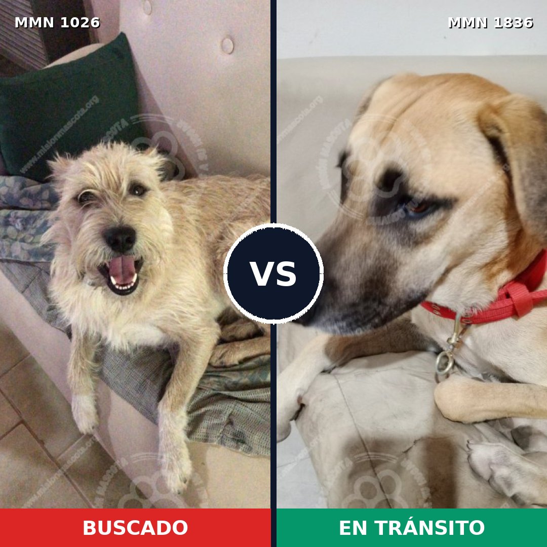 Comparativa MMS 40612: mascota perdida y mascota encontrada, 51% de similitud