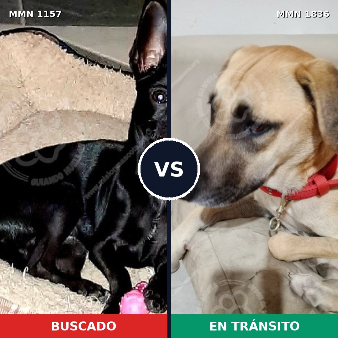 Comparativa MMS 40613: mascota perdida y mascota encontrada, 23% de similitud