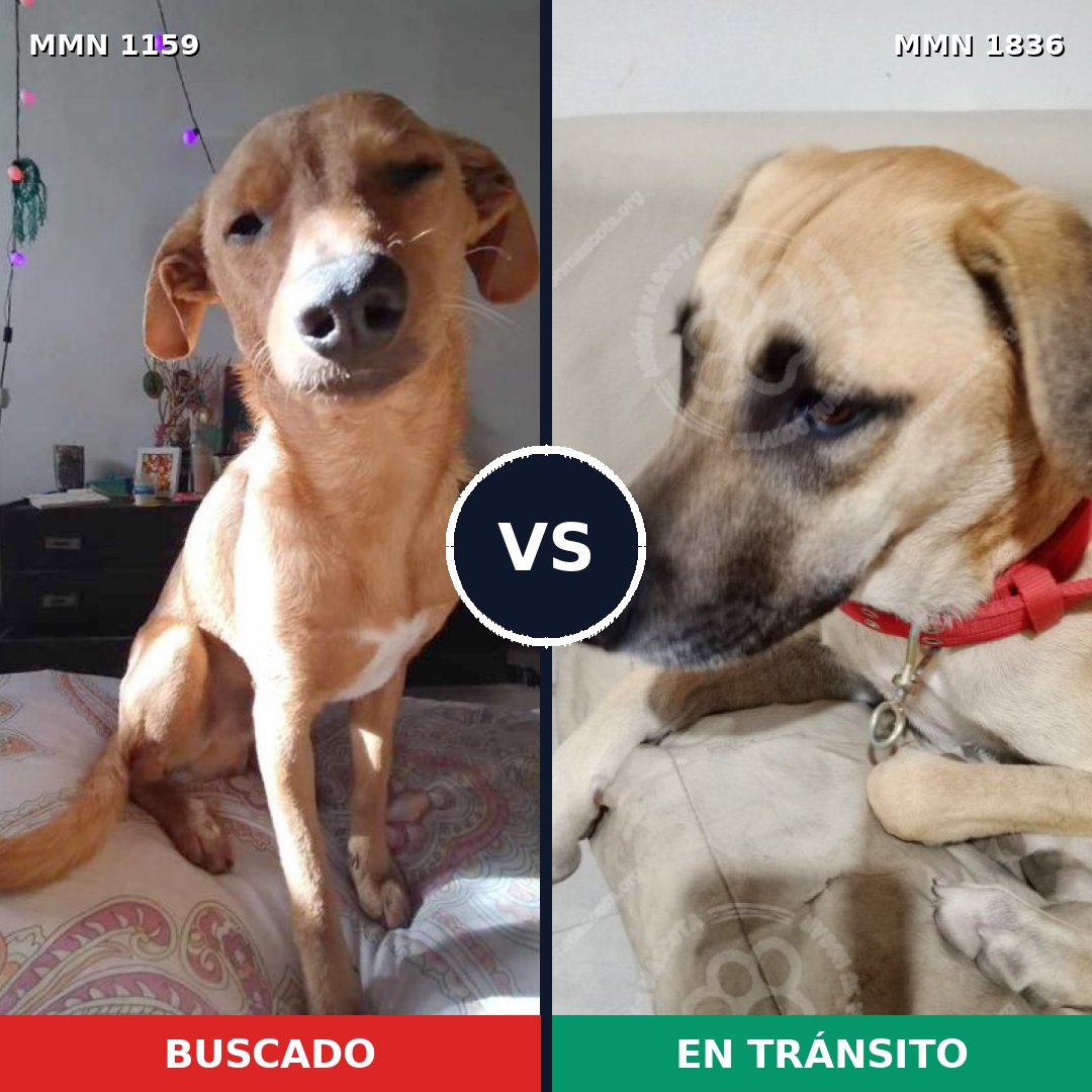 Comparativa MMS 40614: mascota perdida y mascota encontrada, 66% de similitud