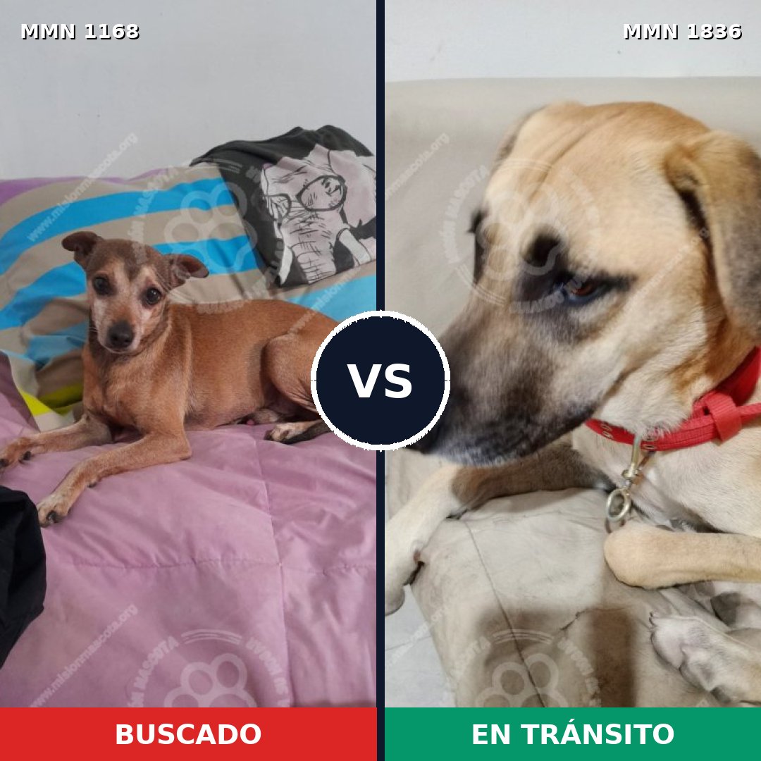 Comparativa MMS 40615: mascota perdida y mascota encontrada, 35% de similitud