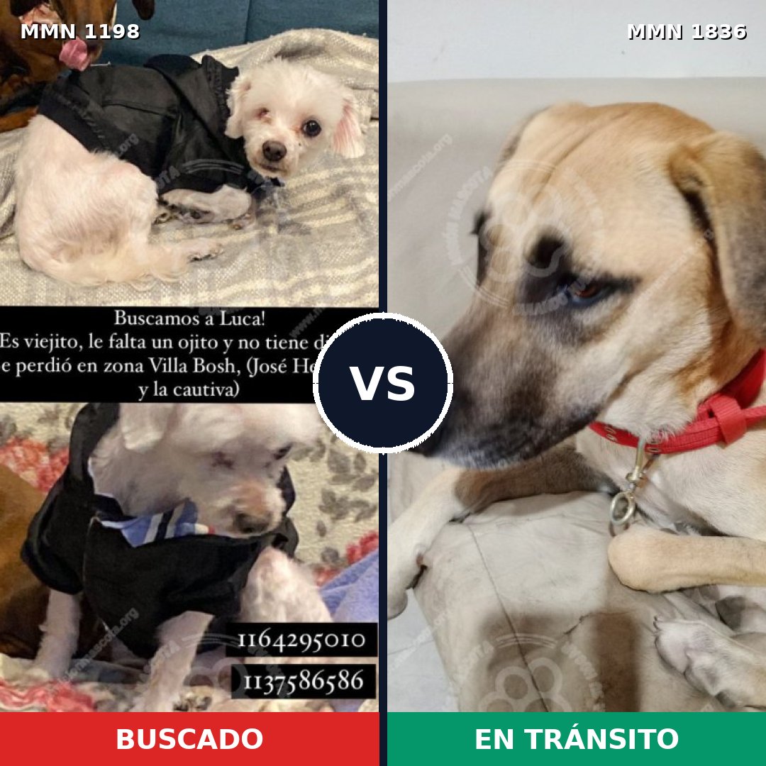Comparativa MMS 40616: mascota perdida y mascota encontrada, 33% de similitud