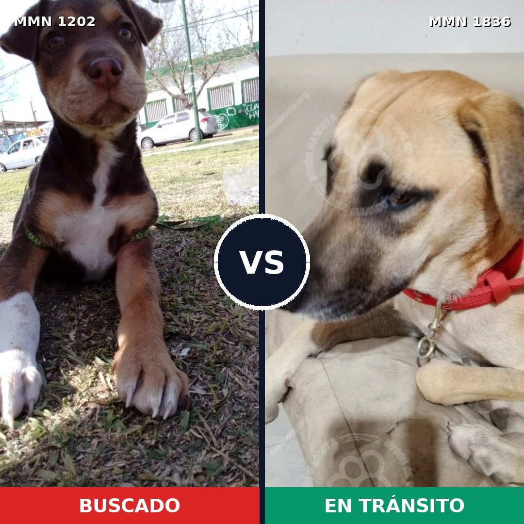 Comparativa MMS 40617: mascota perdida y mascota encontrada, 34% de similitud