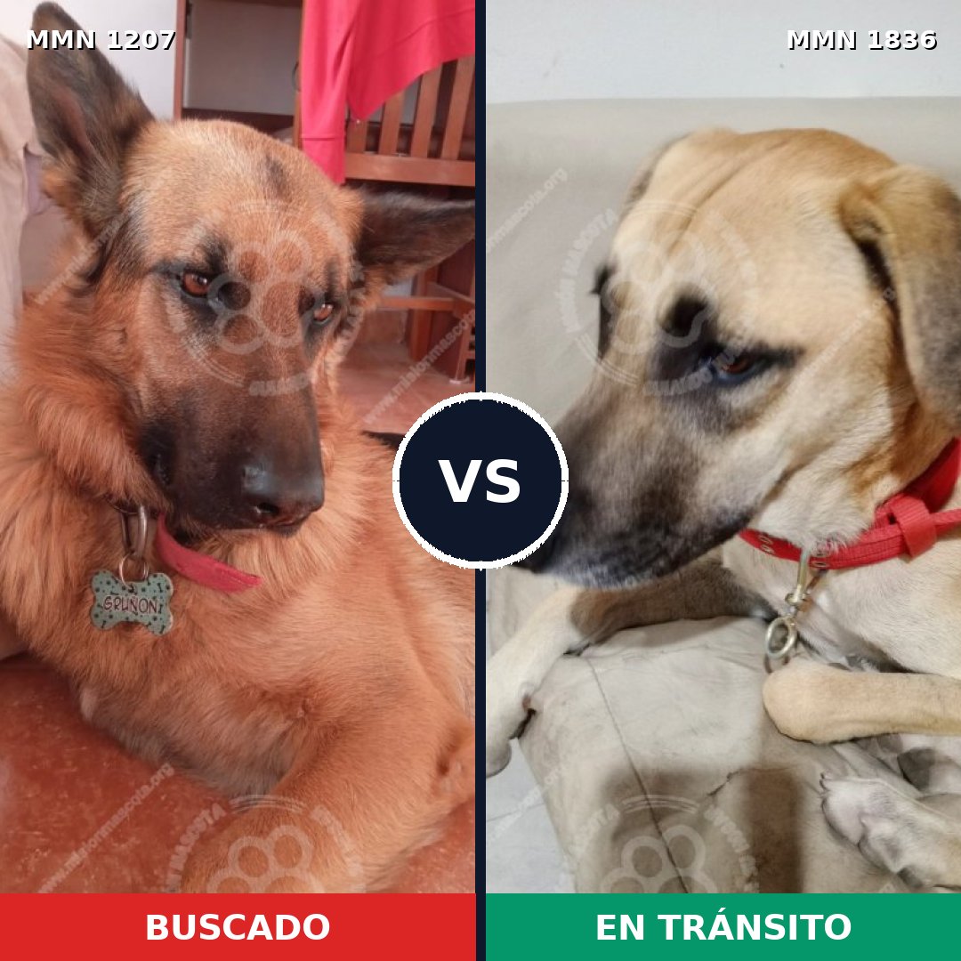 Comparativa MMS 40618: mascota perdida y mascota encontrada, 42% de similitud
