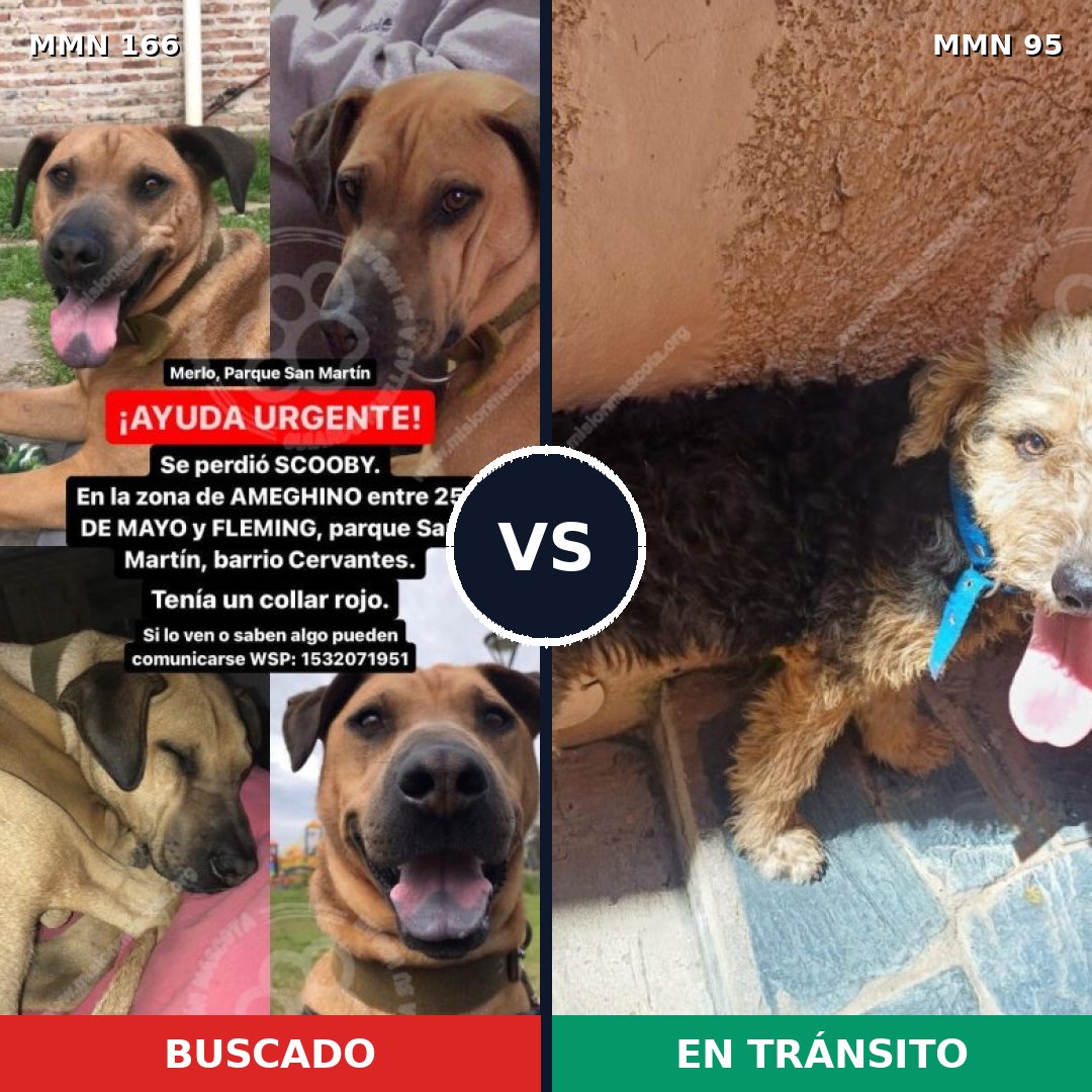 Comparativa MMS 4062: mascota perdida y mascota encontrada, 8% de similitud
