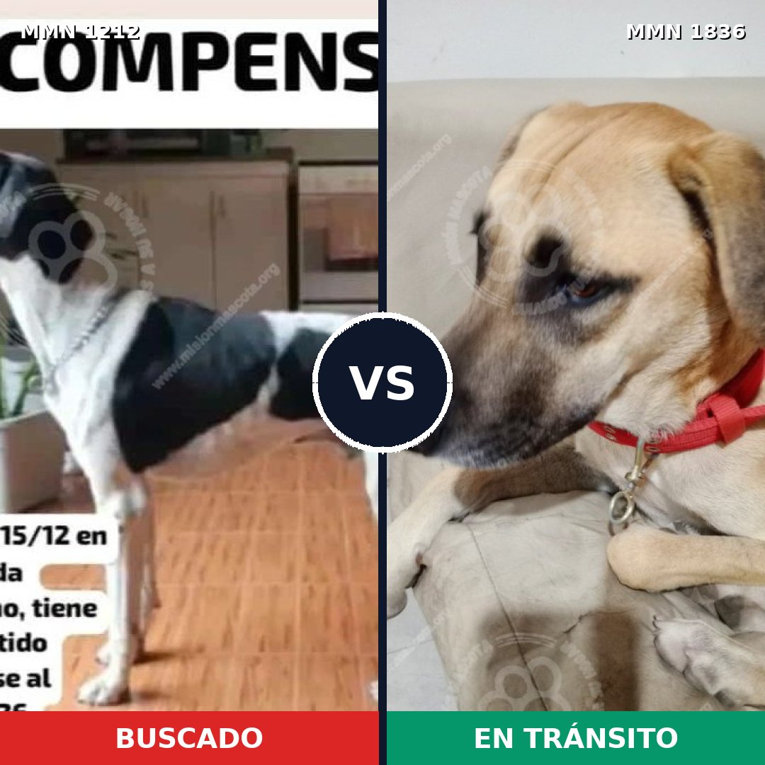 Comparativa MMS 40620: mascota perdida y mascota encontrada, 26% de similitud