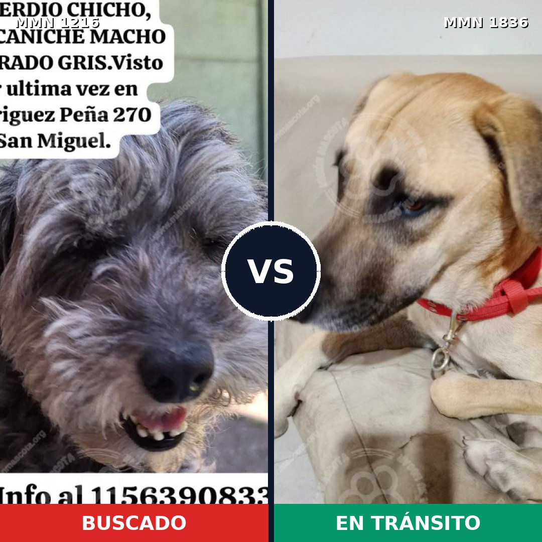 Comparativa MMS 40621: mascota perdida y mascota encontrada, 45% de similitud