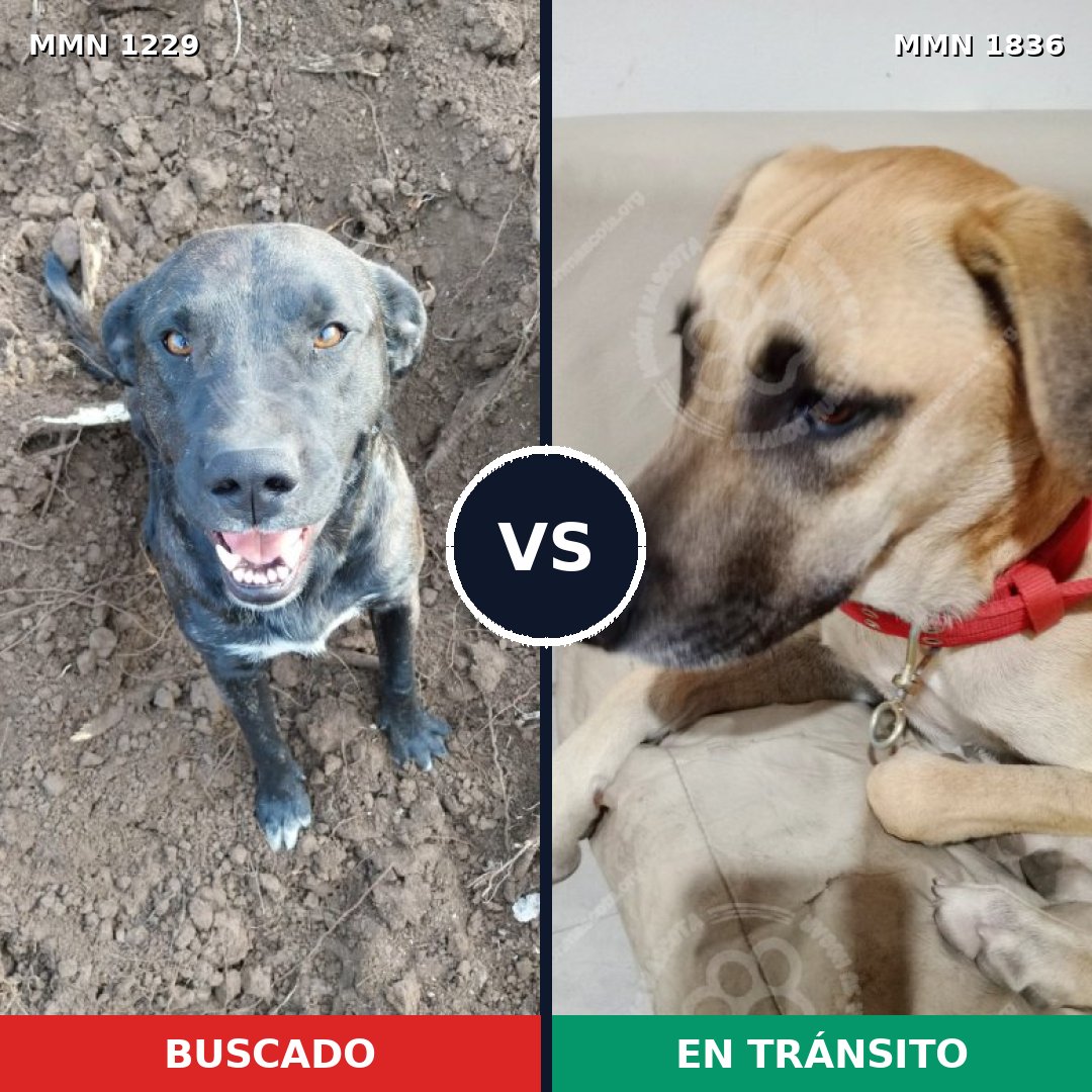 Comparativa MMS 40622: mascota perdida y mascota encontrada, 31% de similitud