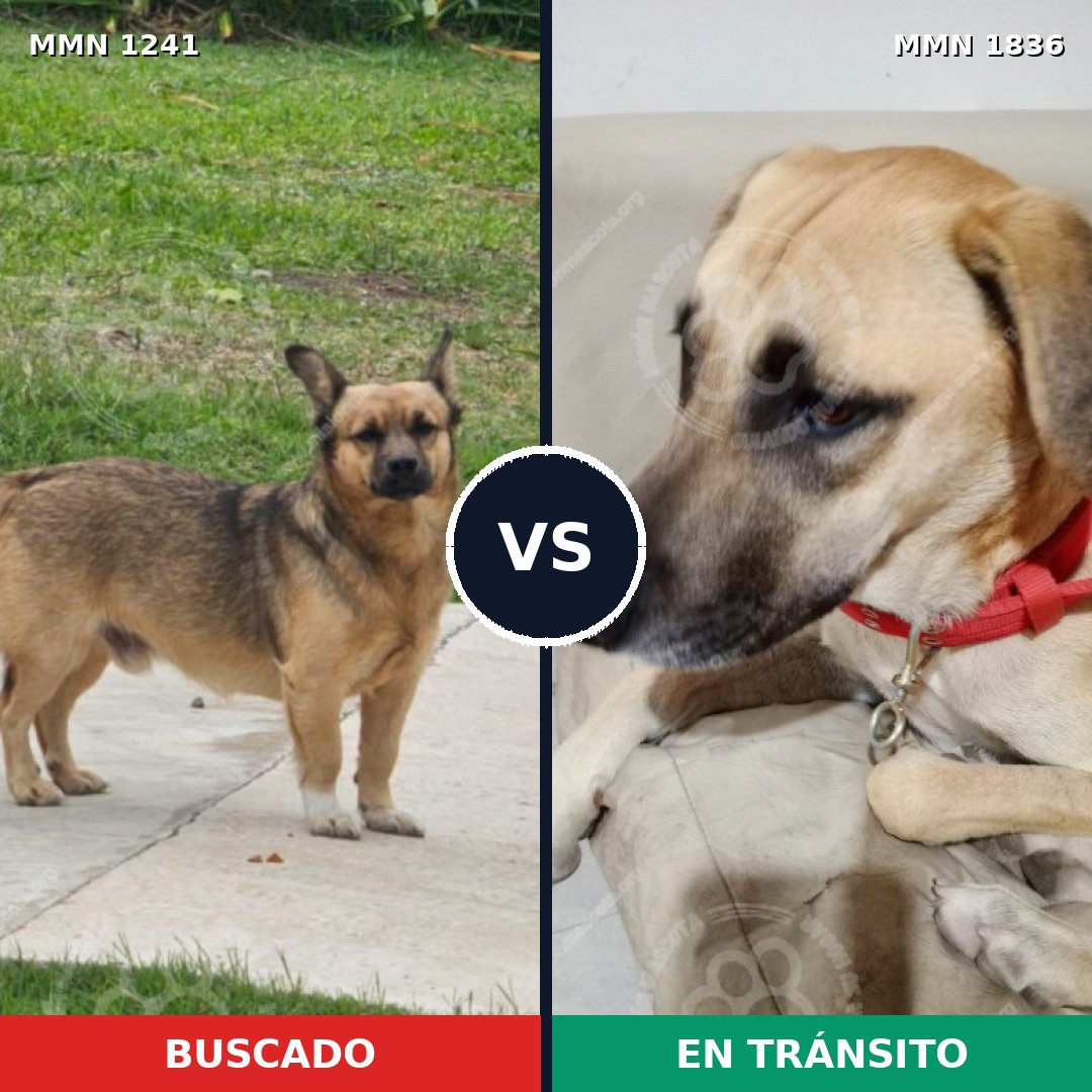 Comparativa MMS 40623: mascota perdida y mascota encontrada, 57% de similitud