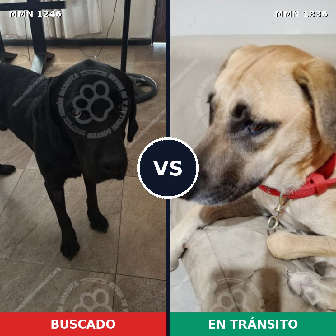 Comparativa MMS 40624: mascota perdida y mascota encontrada, 31% de similitud
