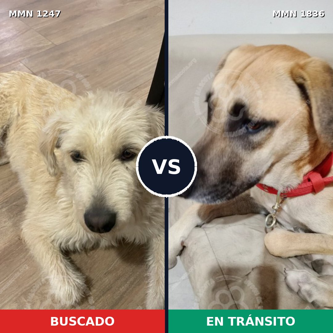 Comparativa MMS 40625: mascota perdida y mascota encontrada, 73% de similitud