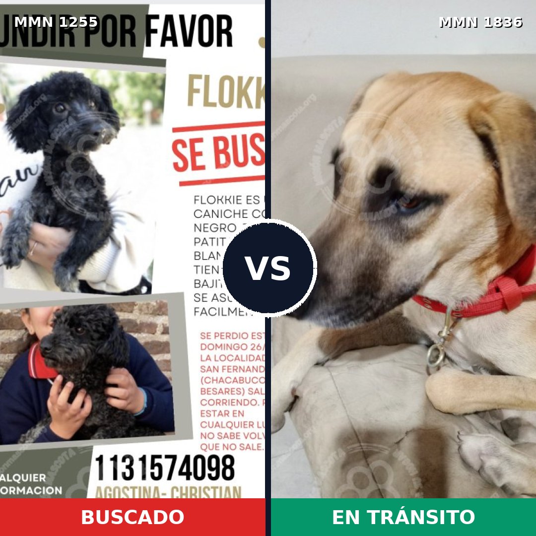 Comparativa MMS 40626: mascota perdida y mascota encontrada, 23% de similitud