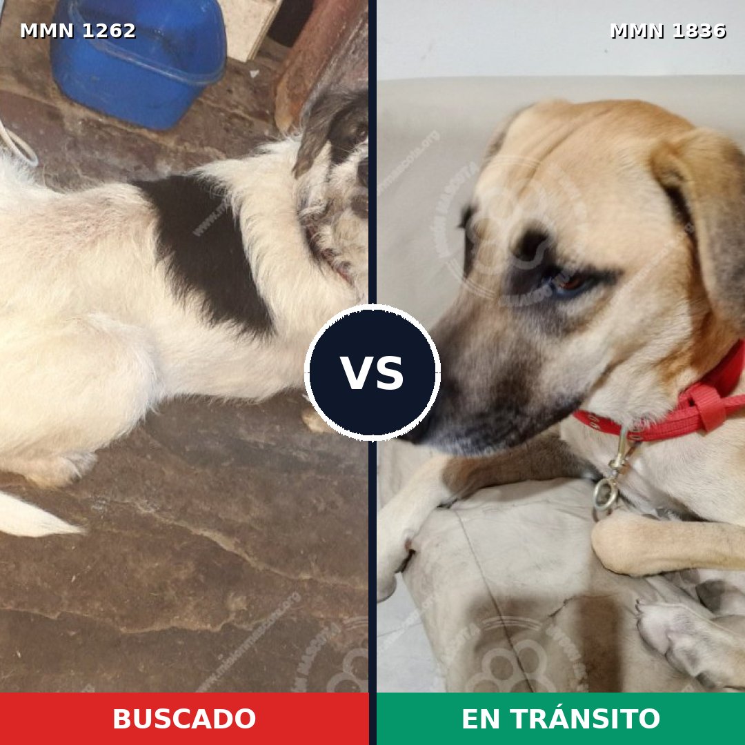 Comparativa MMS 40627: mascota perdida y mascota encontrada, 58% de similitud