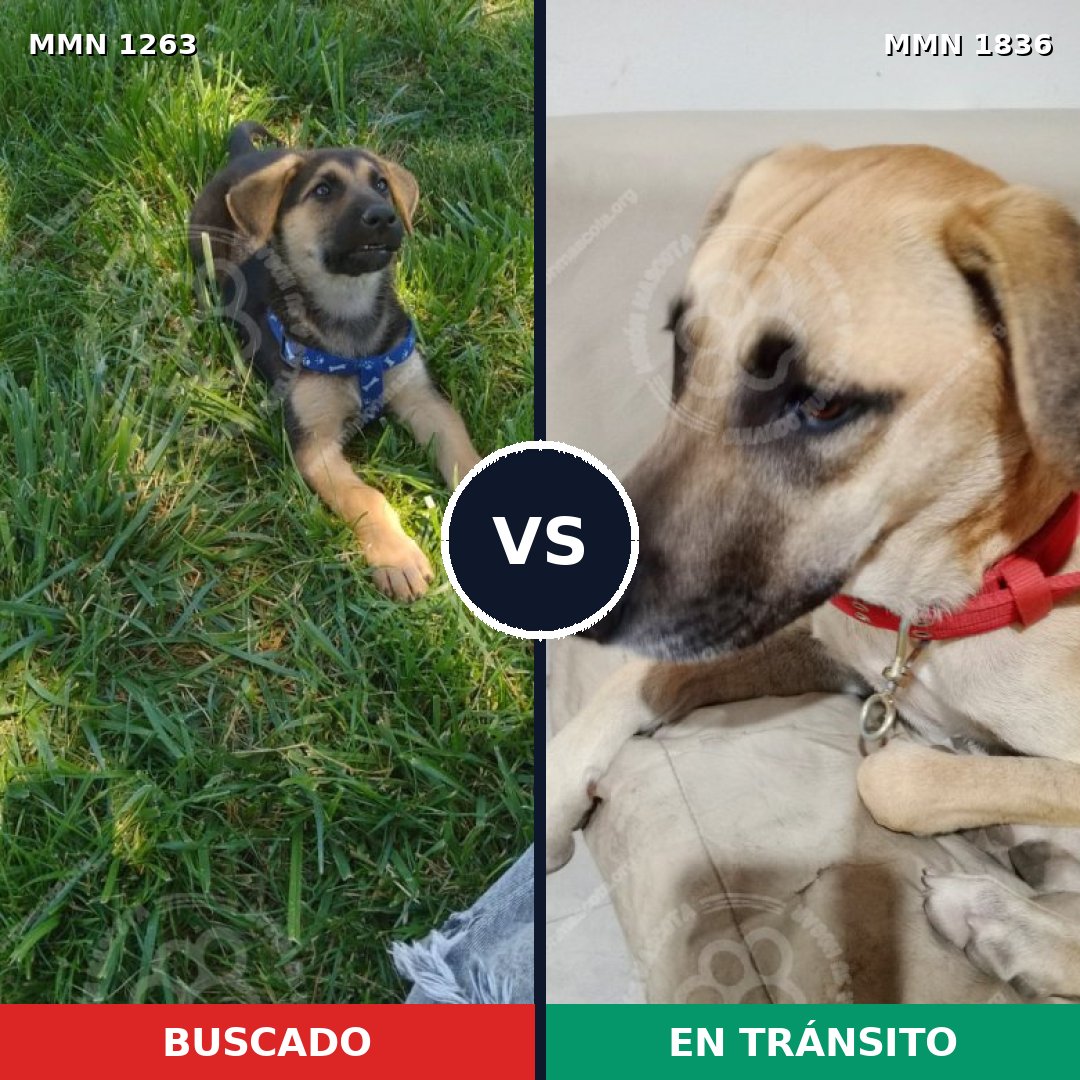 Comparativa MMS 40628: mascota perdida y mascota encontrada, 36% de similitud