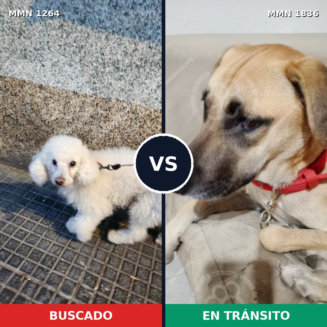 Comparativa MMS 40629: mascota perdida y mascota encontrada, 33% de similitud