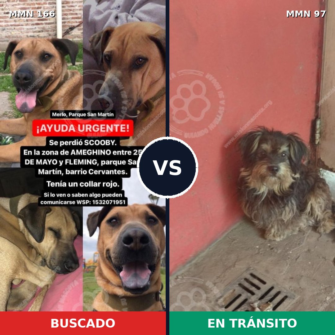 Comparativa MMS 4063: mascota perdida y mascota encontrada, 8% de similitud