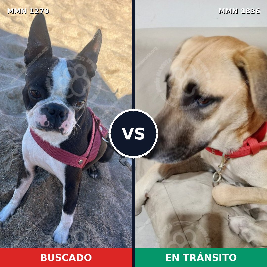 Comparativa MMS 40630: mascota perdida y mascota encontrada, 30% de similitud
