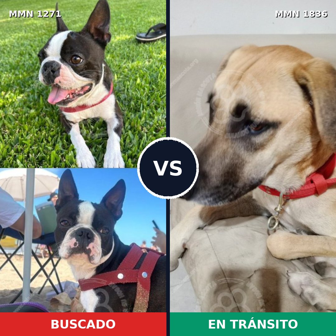 Comparativa MMS 40631: mascota perdida y mascota encontrada, 30% de similitud