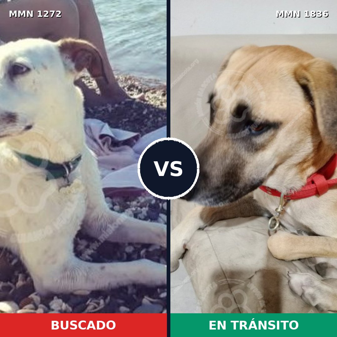 Comparativa MMS 40632: mascota perdida y mascota encontrada, 72% de similitud