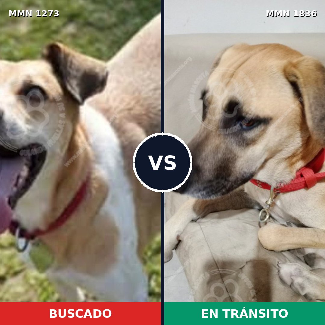 Comparativa MMS 40633: mascota perdida y mascota encontrada, 87% de similitud