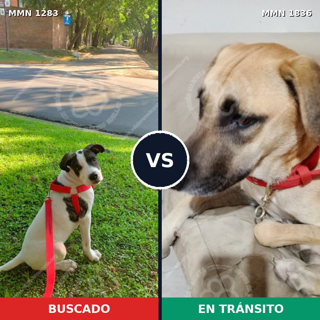 Comparativa MMS 40634: mascota perdida y mascota encontrada, 57% de similitud