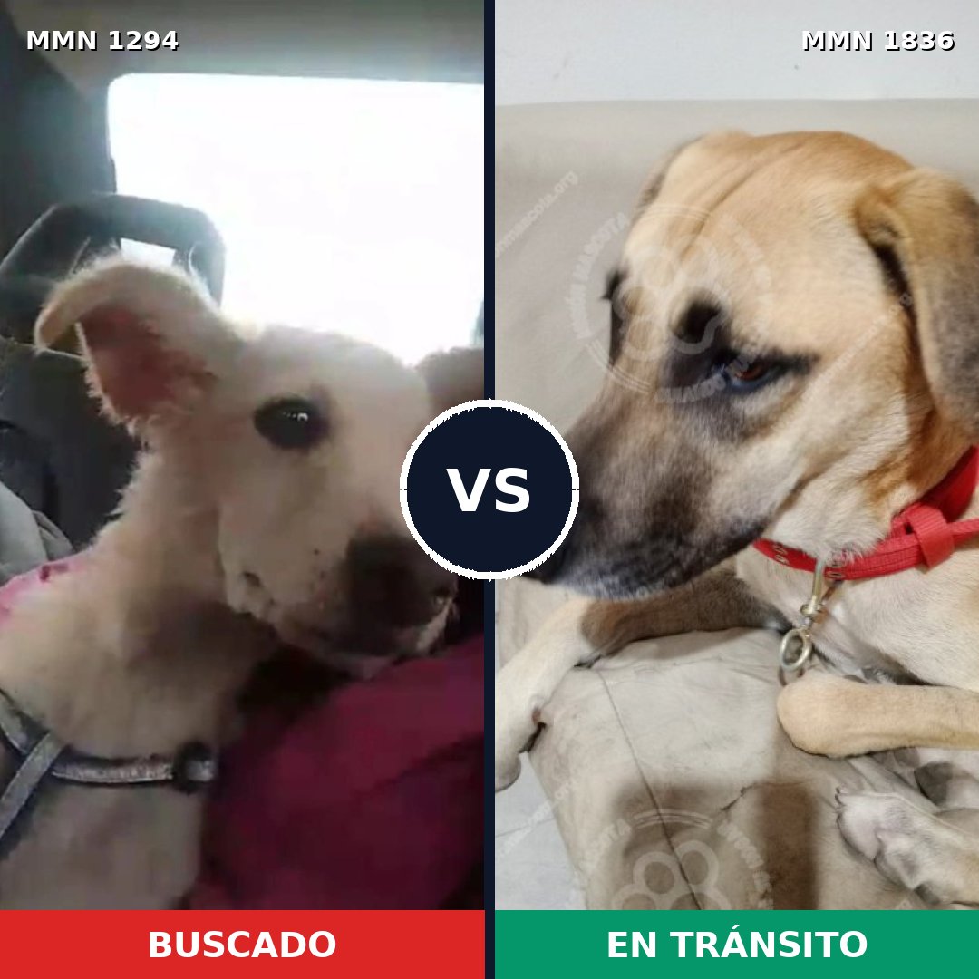 Comparativa MMS 40636: mascota perdida y mascota encontrada, 67% de similitud