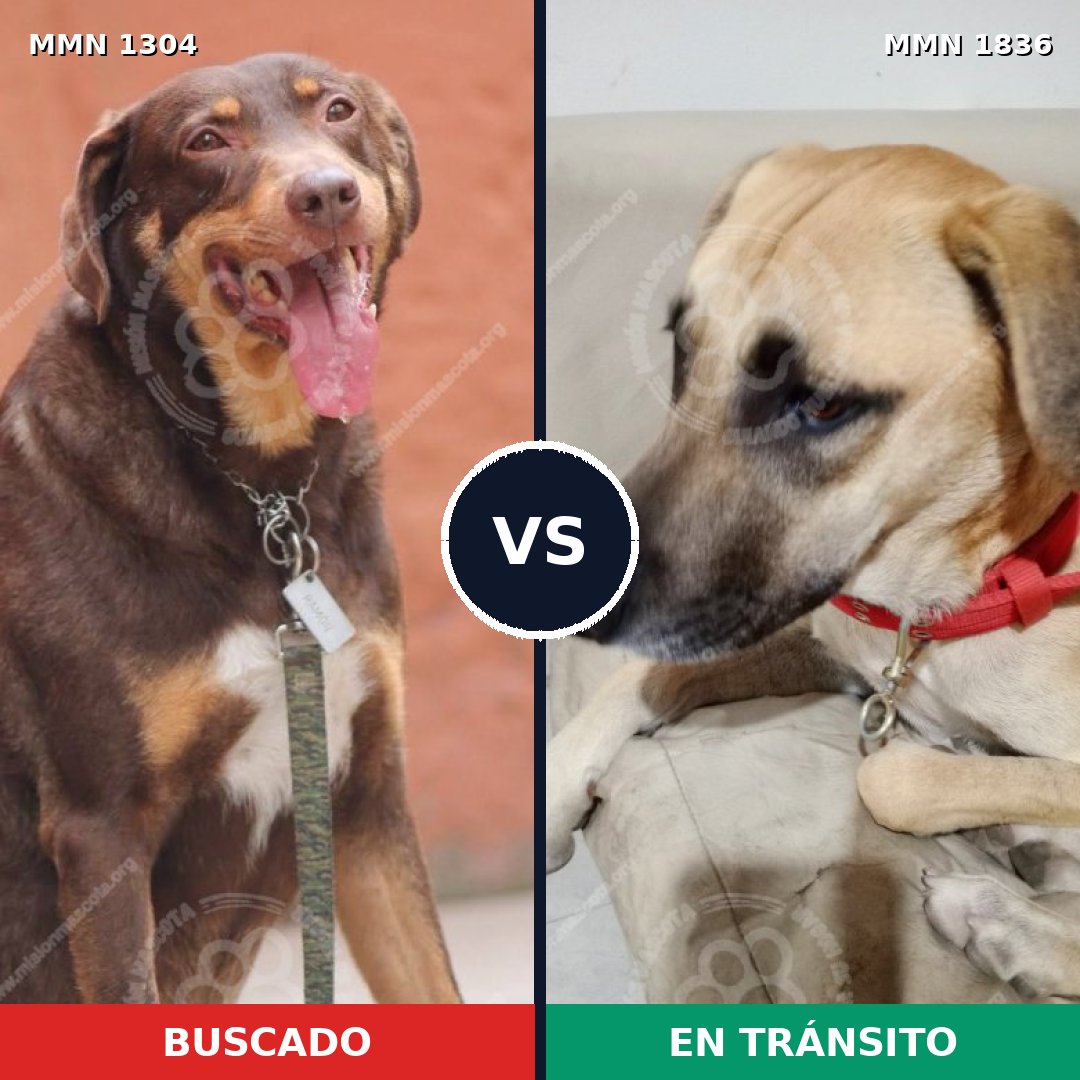 Comparativa MMS 40638: mascota perdida y mascota encontrada, 72% de similitud