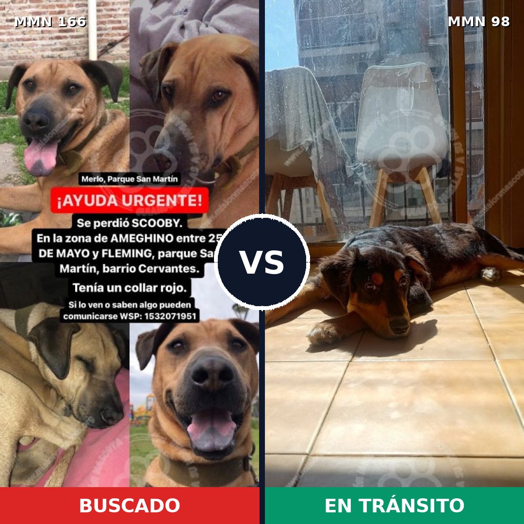Comparativa MMS 4064: mascota perdida y mascota encontrada, 23% de similitud