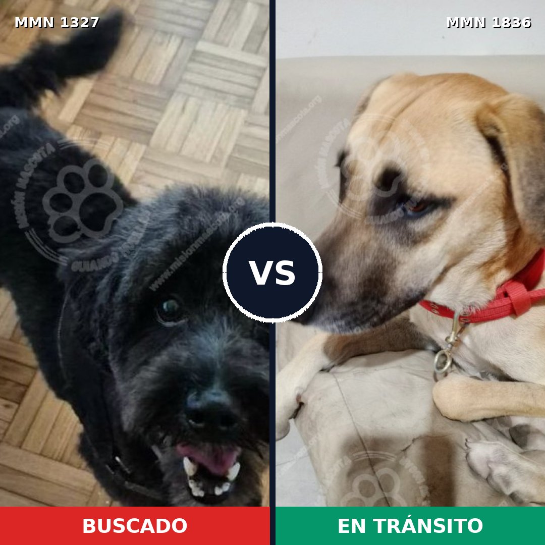 Comparativa MMS 40640: mascota perdida y mascota encontrada, 67% de similitud