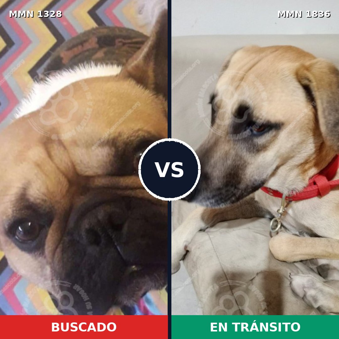 Comparativa MMS 40641: mascota perdida y mascota encontrada, 44% de similitud