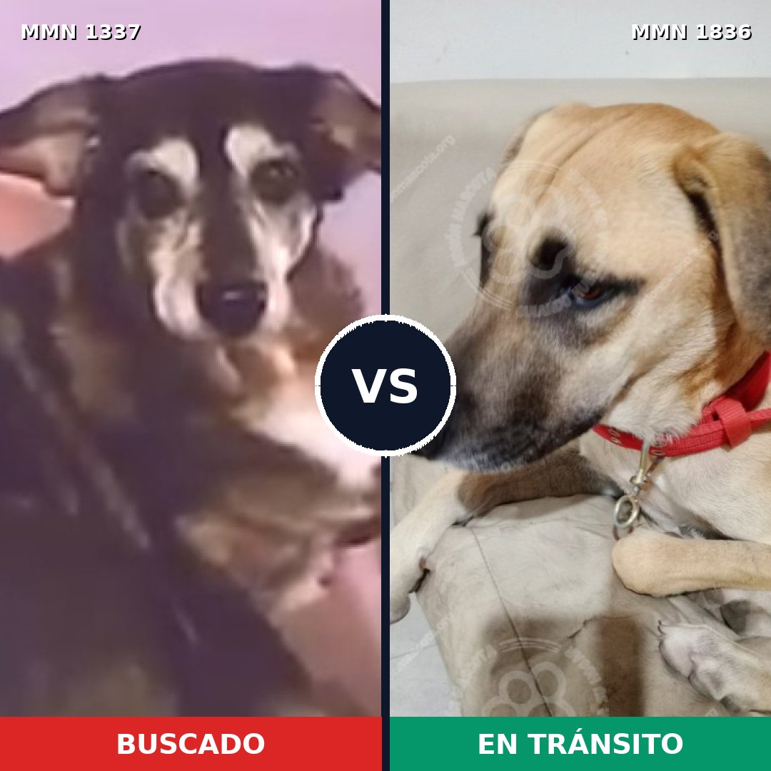Comparativa MMS 40642: mascota perdida y mascota encontrada, 75% de similitud