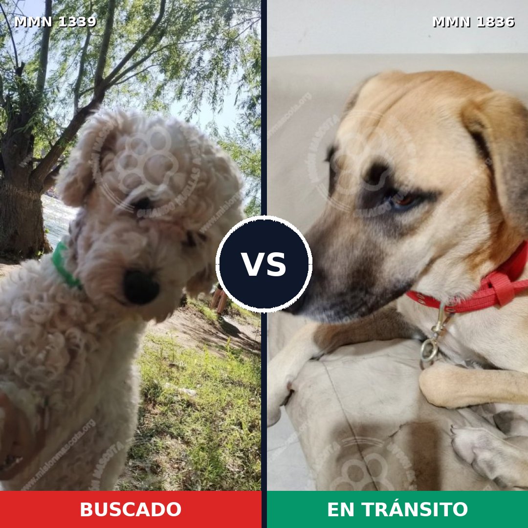 Comparativa MMS 40643: mascota perdida y mascota encontrada, 41% de similitud