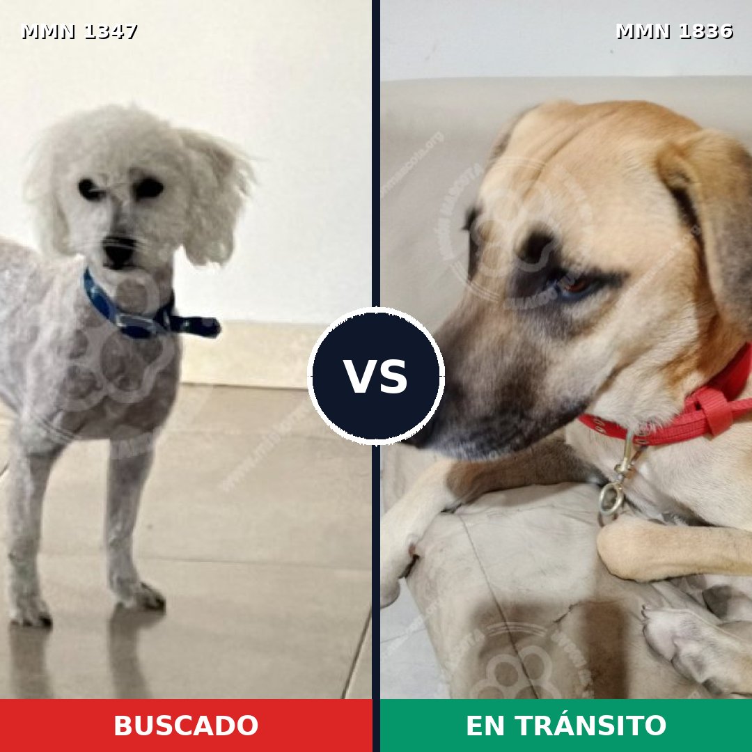 Comparativa MMS 40644: mascota perdida y mascota encontrada, 40% de similitud