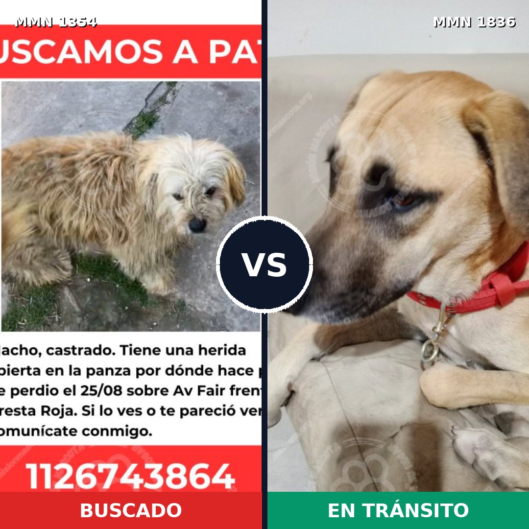 Comparativa MMS 40645: mascota perdida y mascota encontrada, 69% de similitud