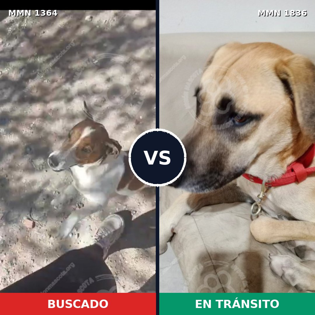 Comparativa MMS 40646: mascota perdida y mascota encontrada, 26% de similitud