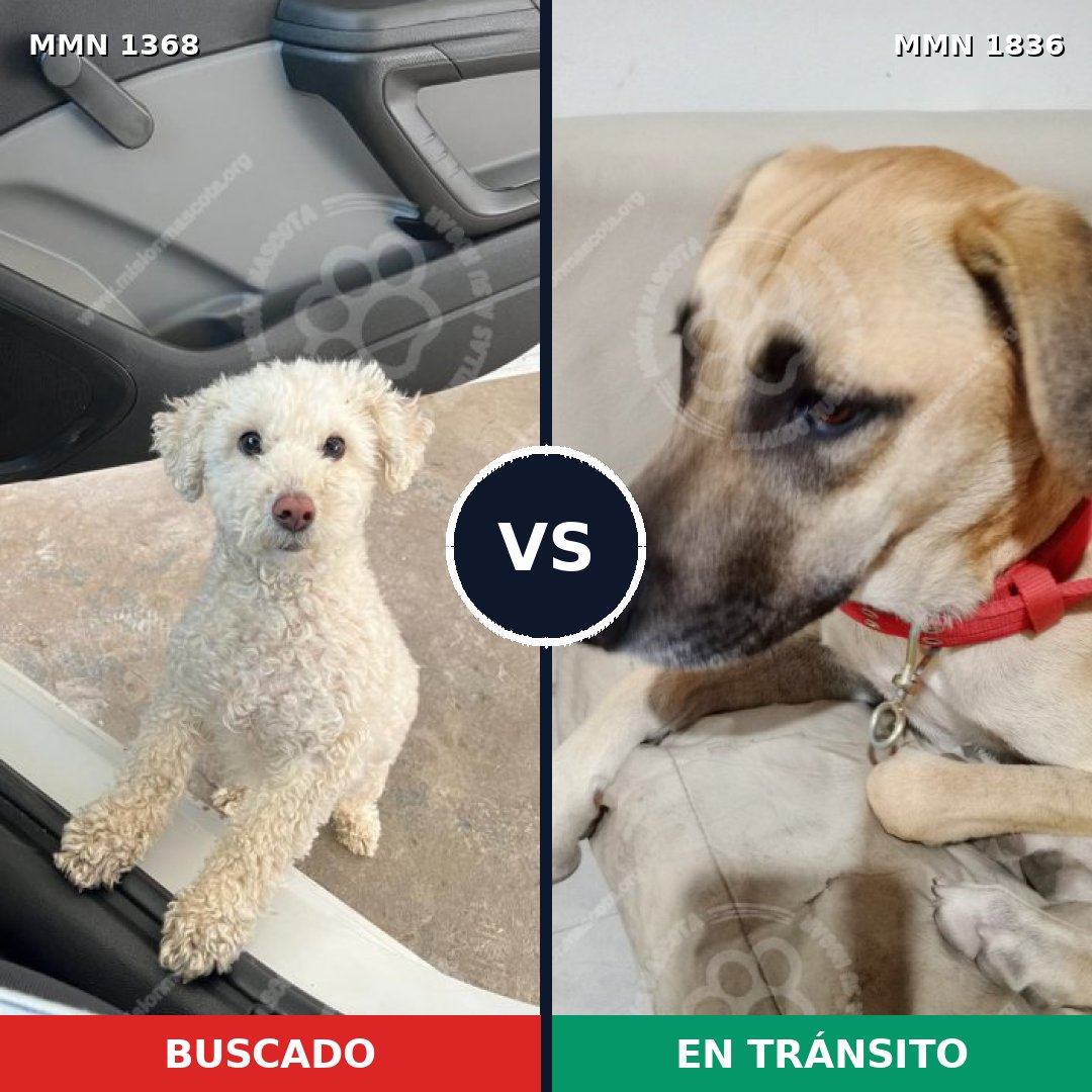 Comparativa MMS 40647: mascota perdida y mascota encontrada, 37% de similitud