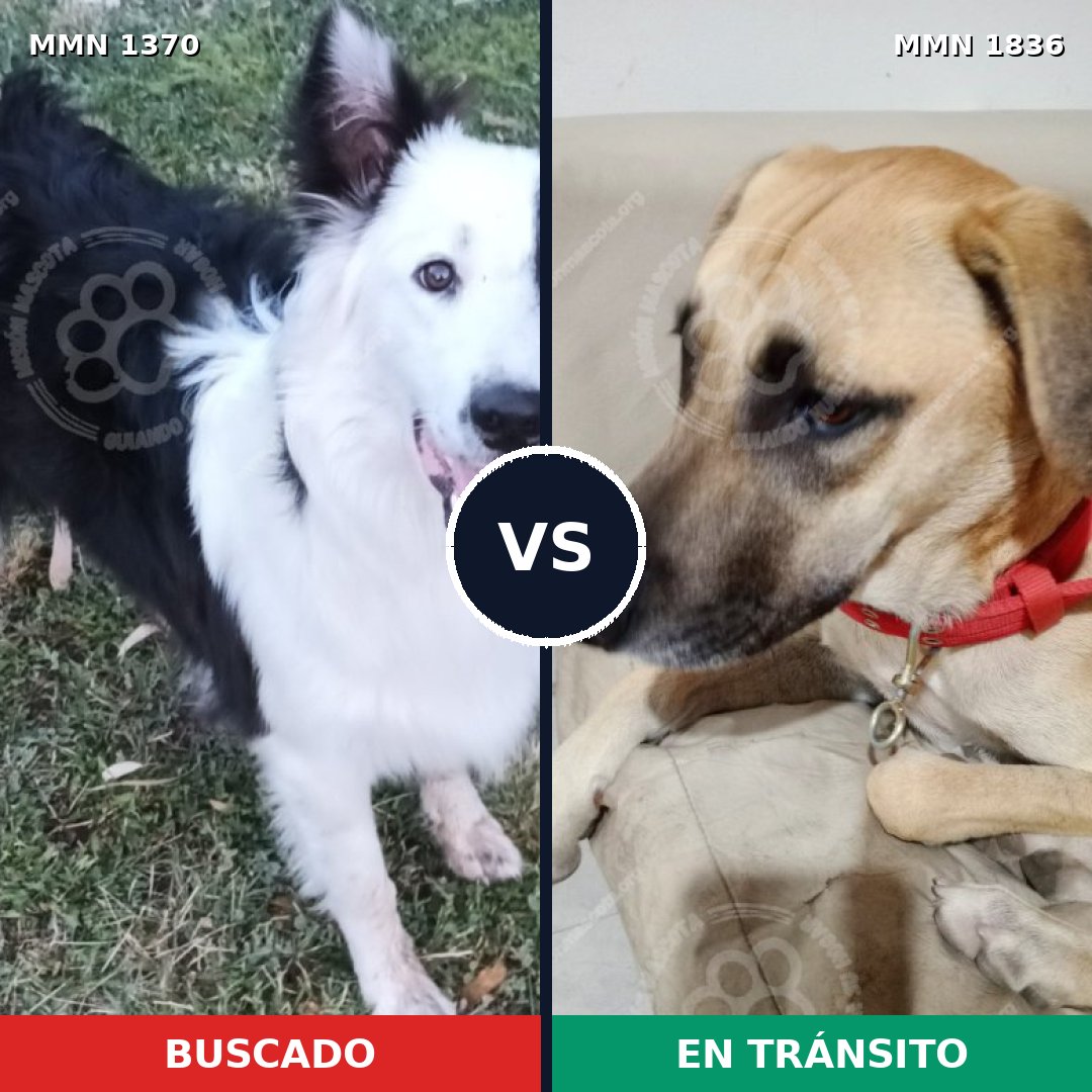 Comparativa MMS 40648: mascota perdida y mascota encontrada, 30% de similitud